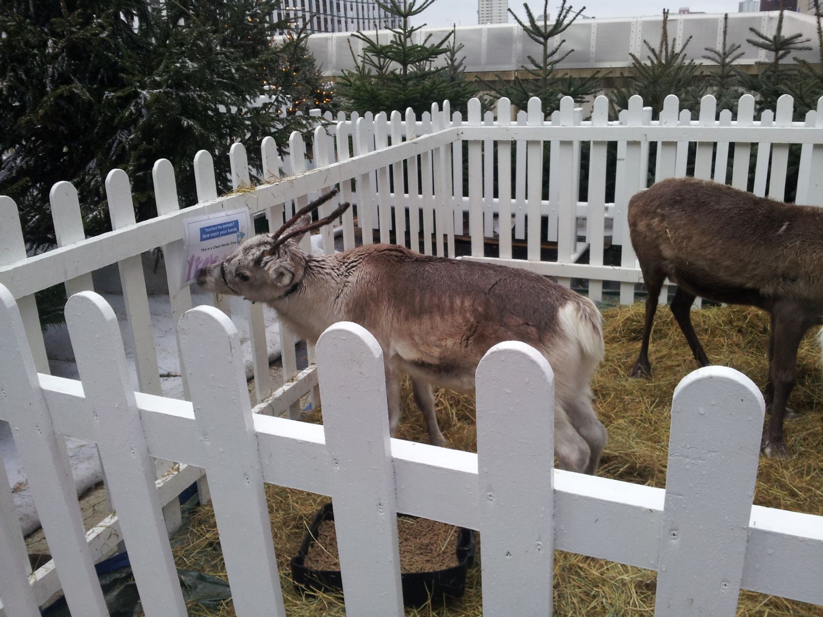 Reindeer's in Westfield